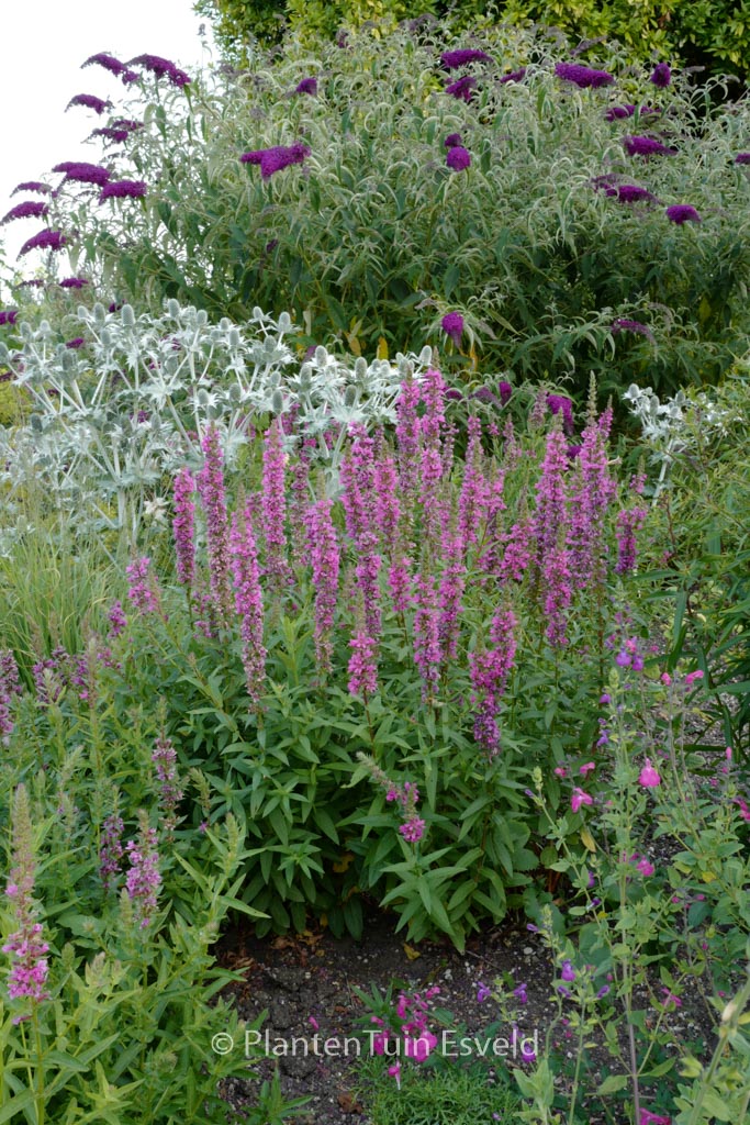 Lythrum salicaria 'Feuerkerze'