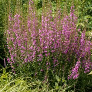 Lythrum virgatum 'Helene'