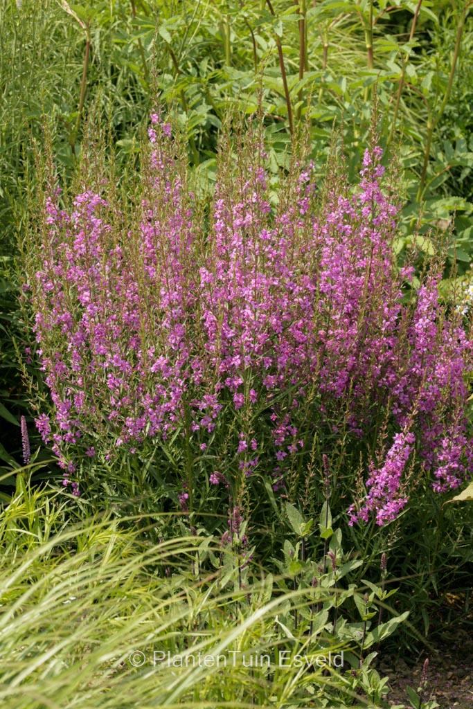 Lythrum virgatum 'Helene'