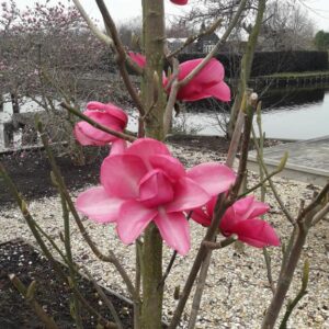 Magnolia 'Aurora'