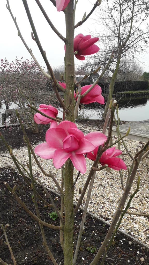 Magnolia 'Aurora'