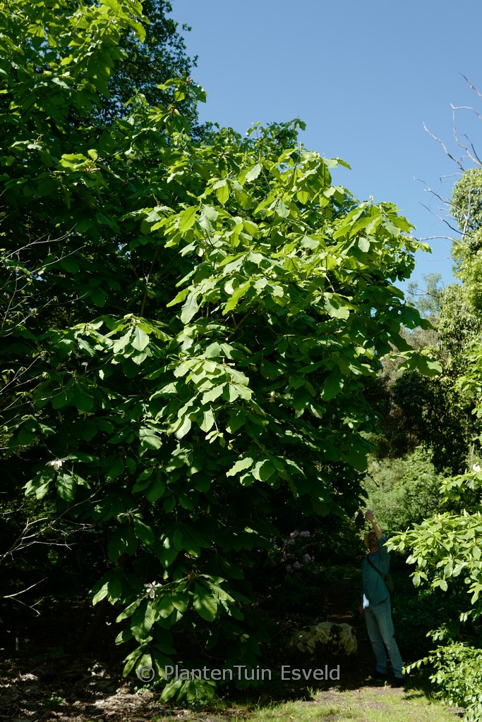 Magnolia 'Charles Coates'