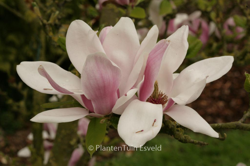 Magnolia denudata 'Dan Xin' (FRAGRANT CLOUD)