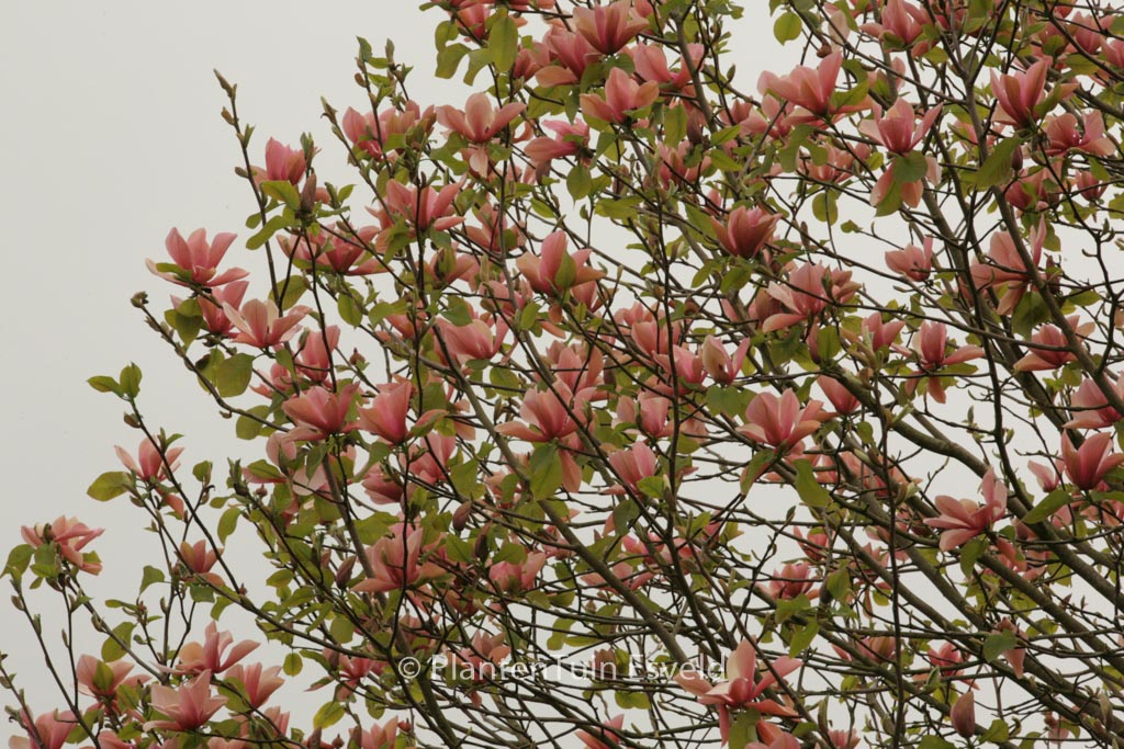 Magnolia 'Flamingo'