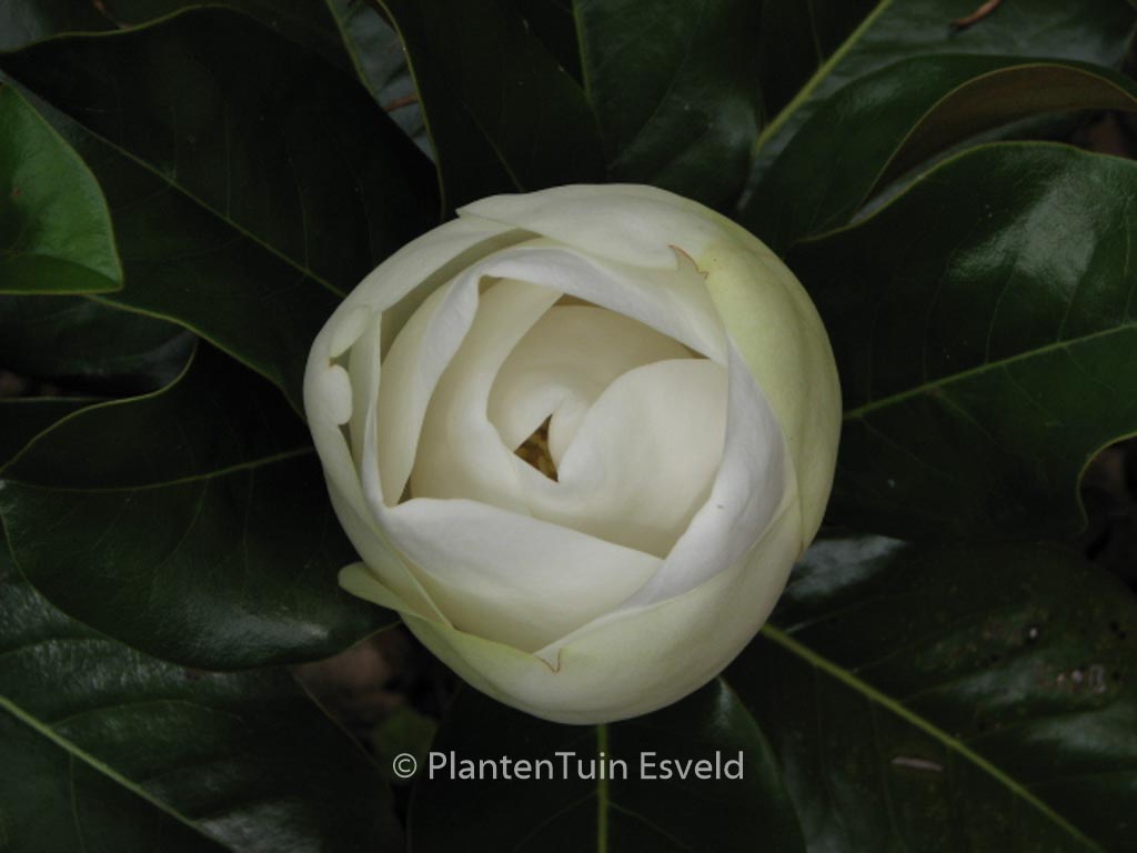 Magnolia grandiflora 'Treyvei'