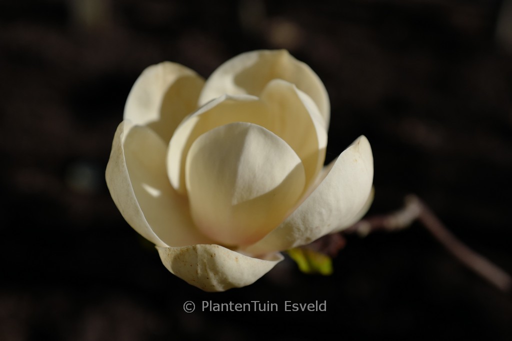 Magnolia 'Honey Tulip'