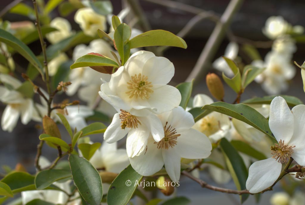 Magnolia laevifolia