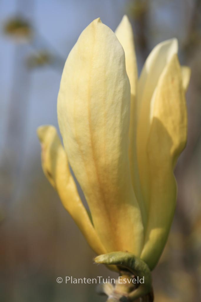 Magnolia 'Limelight'