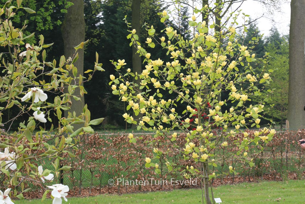 Magnolia 'Lois'