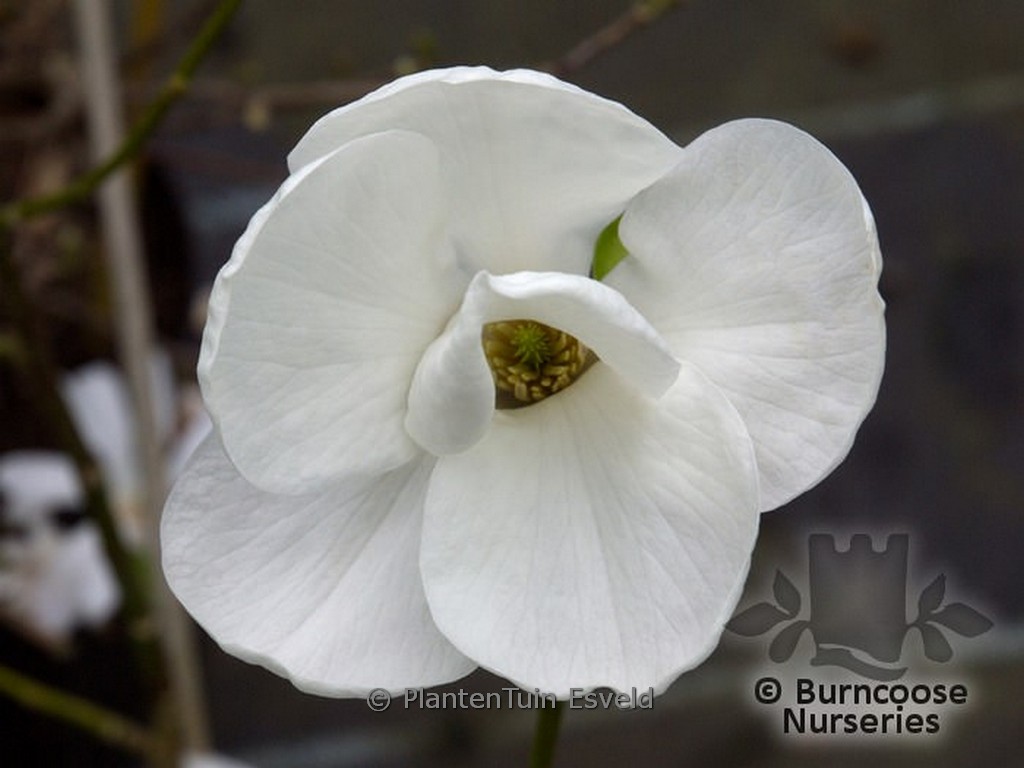 Magnolia pseudokobus 'Kubishimodoki'