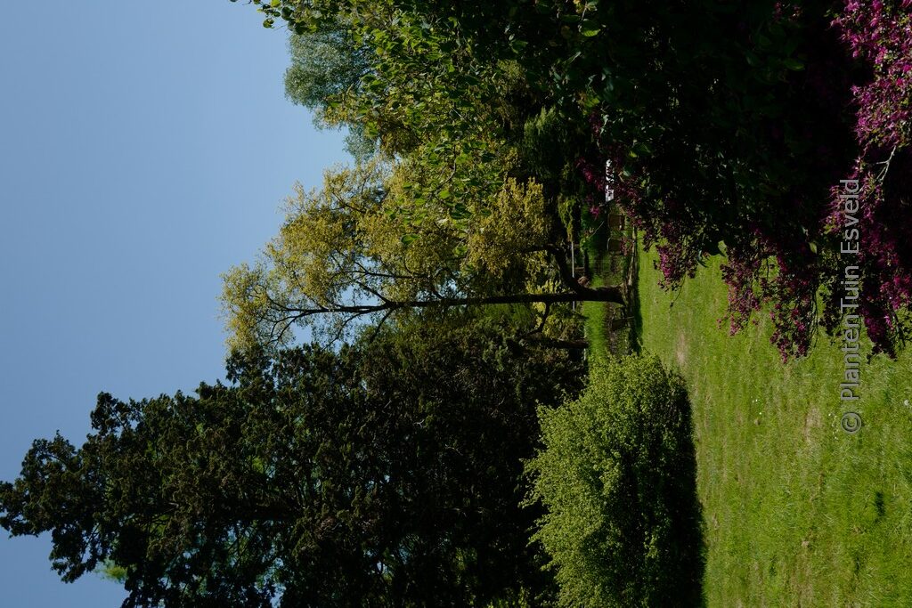 Magnolia salicifolia 'Louisa Fete'