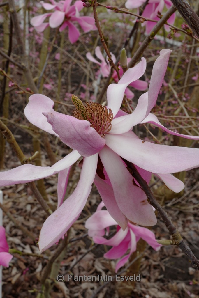 Magnolia sprengeri 'Pink Floyd'