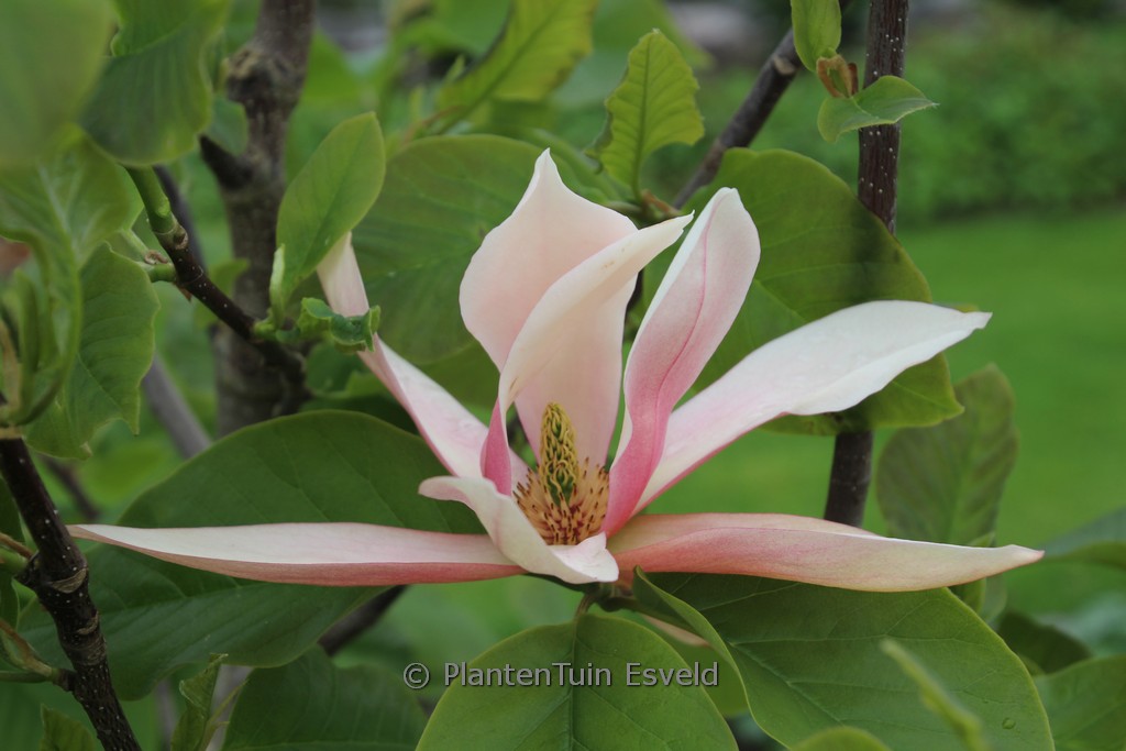 Magnolia 'Sunset Swirl'