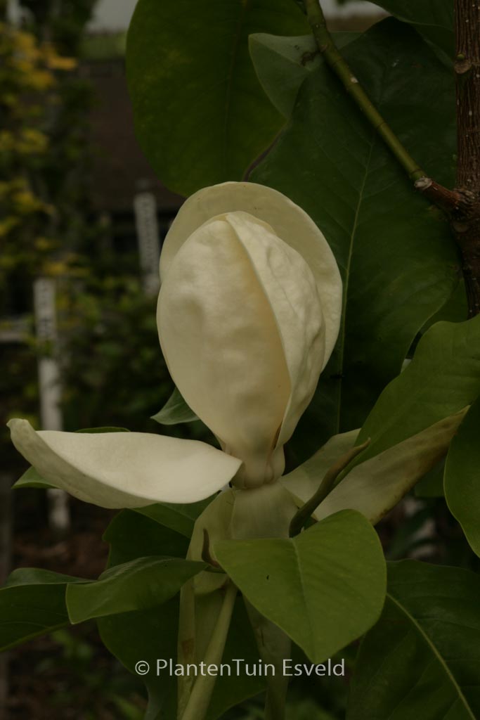 Magnolia thompsoniana 'Olmenhof'