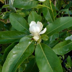 Magnolia virginiana 'Glauca'