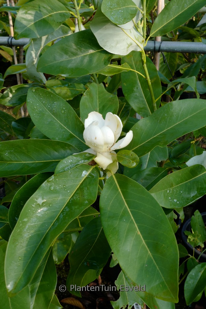 Magnolia virginiana 'Glauca'