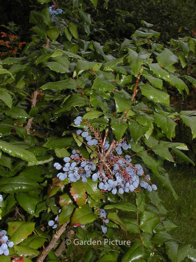 Mahonia aquifolium 'Maqu'