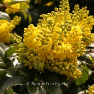 Mahonia 'Blackfoot'