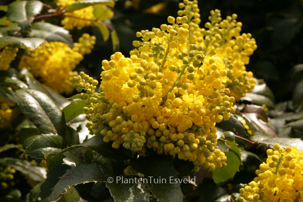 Mahonia 'Bokrafoot' (BLACKFOOT)