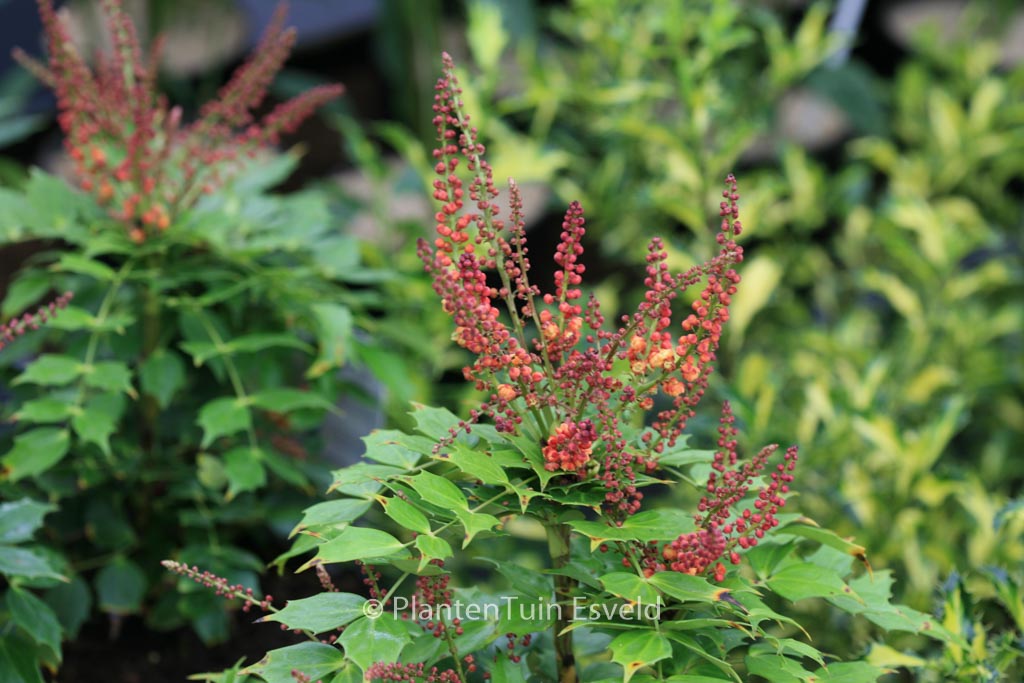 Mahonia 'Cabaret'