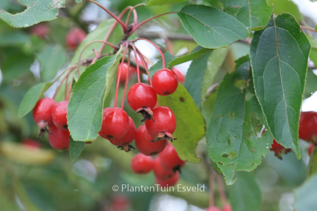 Malus hupehensis