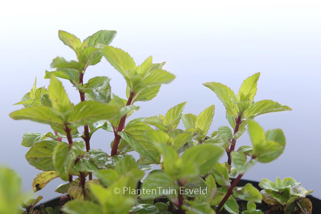 Mentha gracilis 'Ginger'