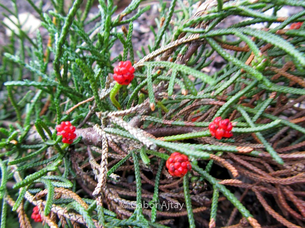 Microcachrys tetragona