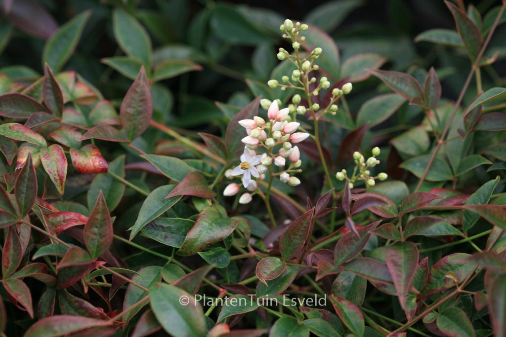 Nandina domestica 'Murasaki' (FLIRT)