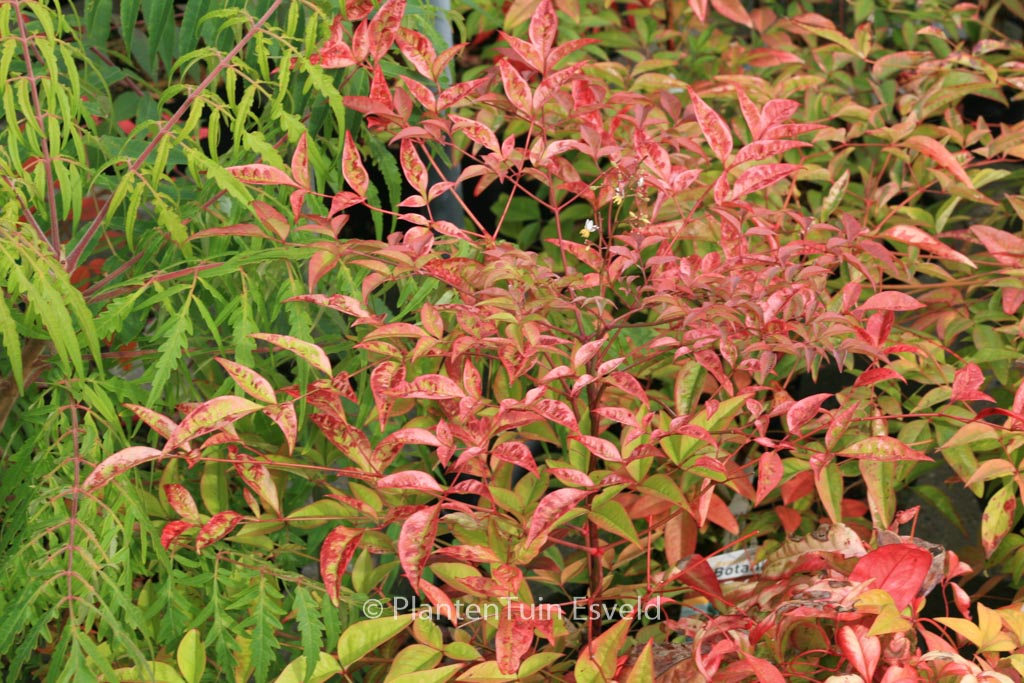 Nandina domestica 'Richmond'