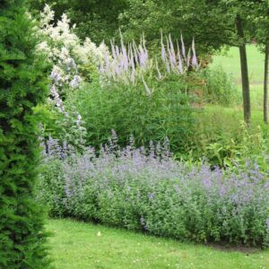 Nepeta faassenii 'Senior'