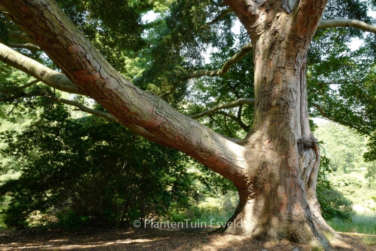 Nothofagus dombeyi
