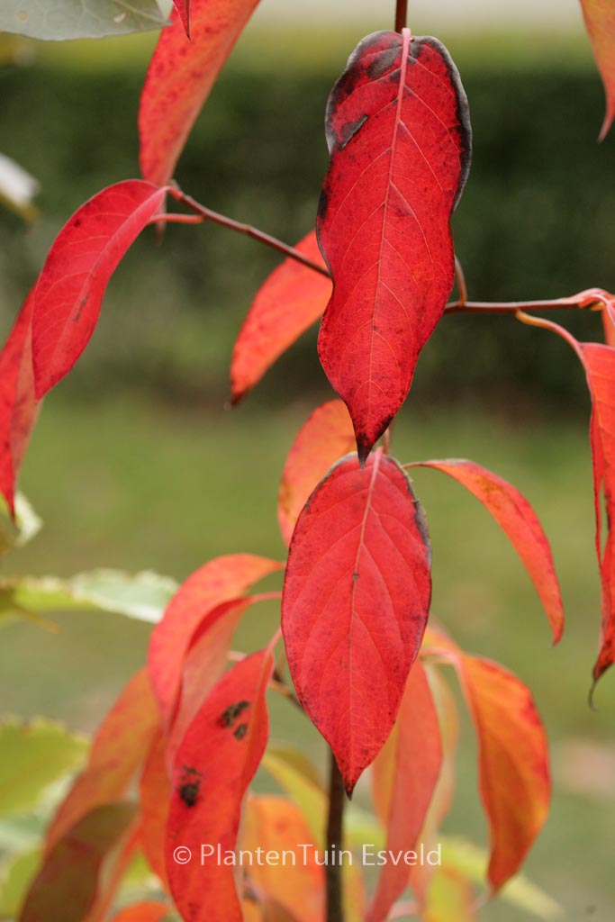 Nyssa sylvatica 'Wildfire'