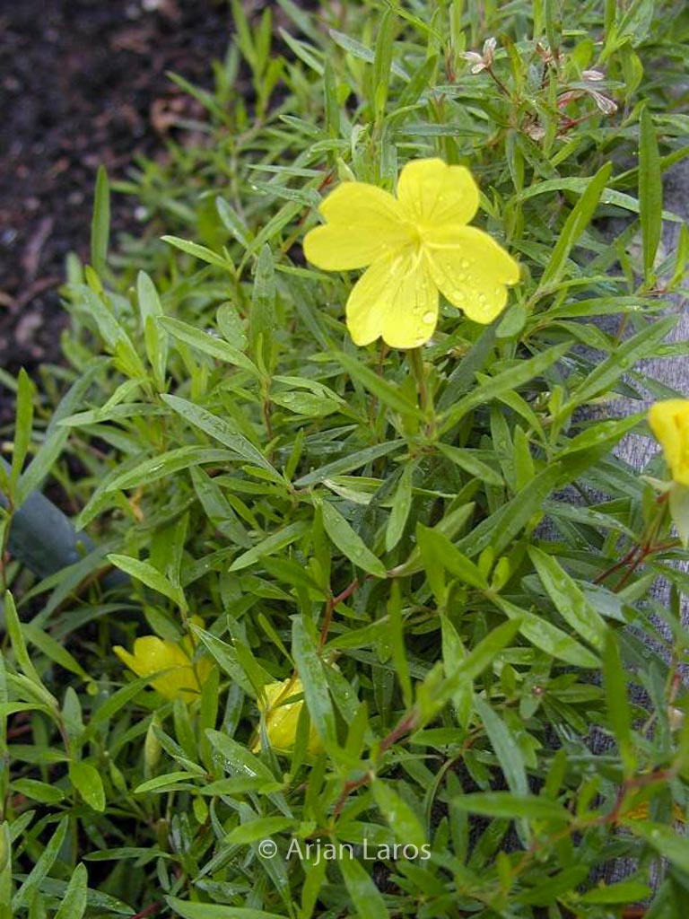 Oenothera 'African Sun'