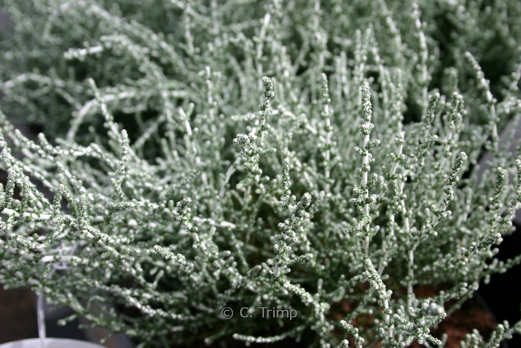Olearia lepidophylla 'Silver Knight'