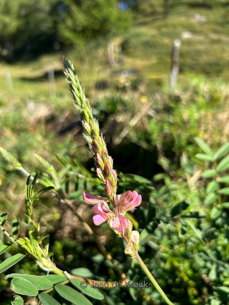 Onobrychis viciifolia