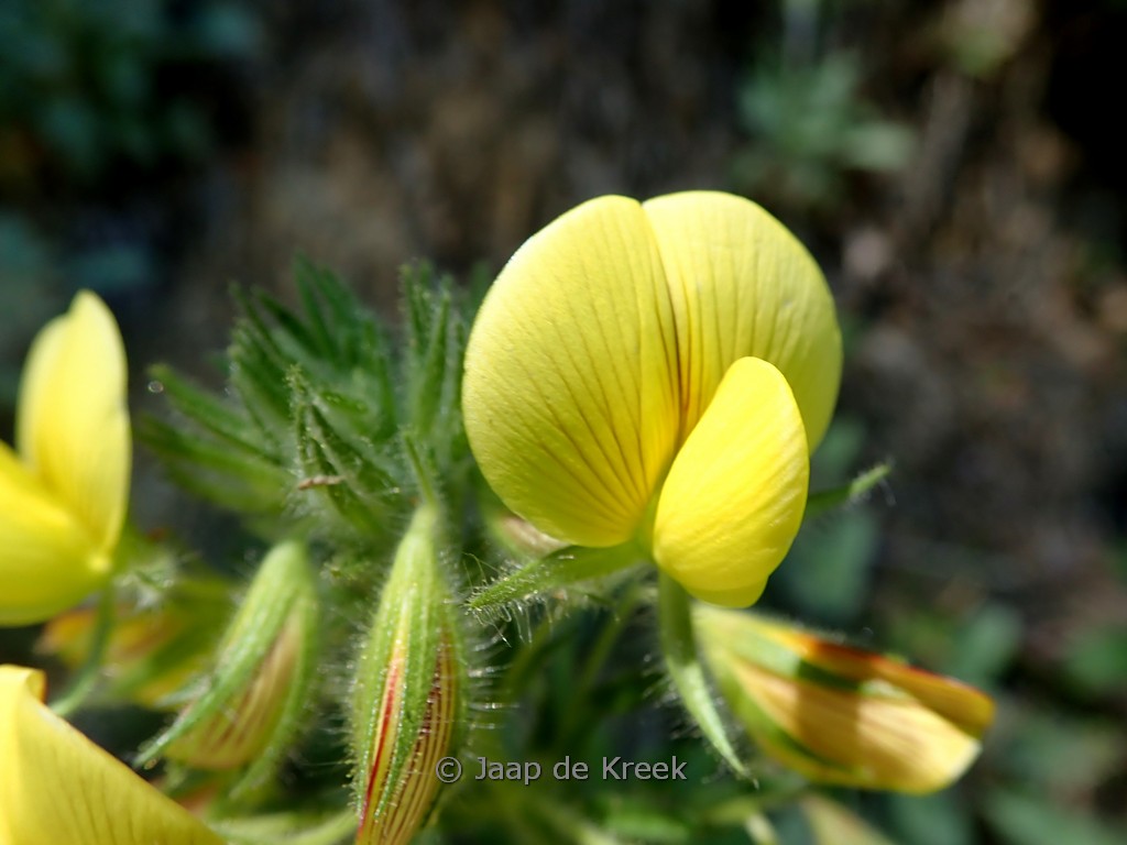 Ononis natrix