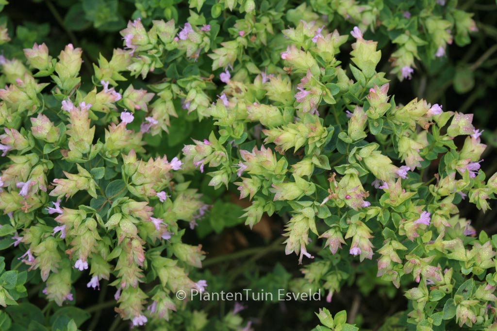 Origanum 'Dingle Fairy'