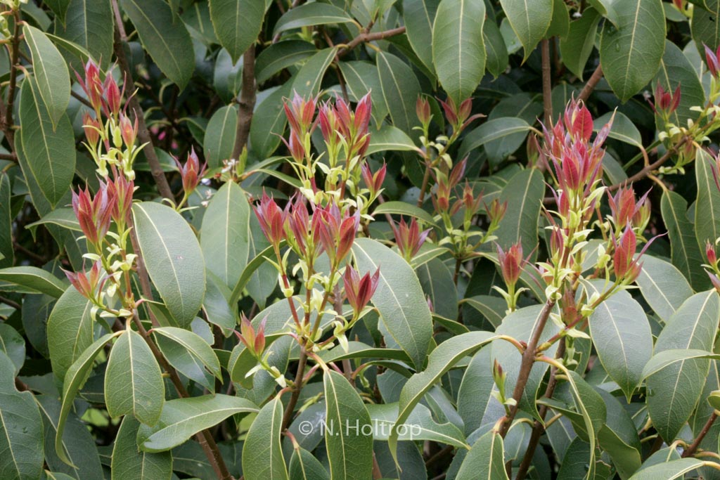 Osmanthus omeiensis
