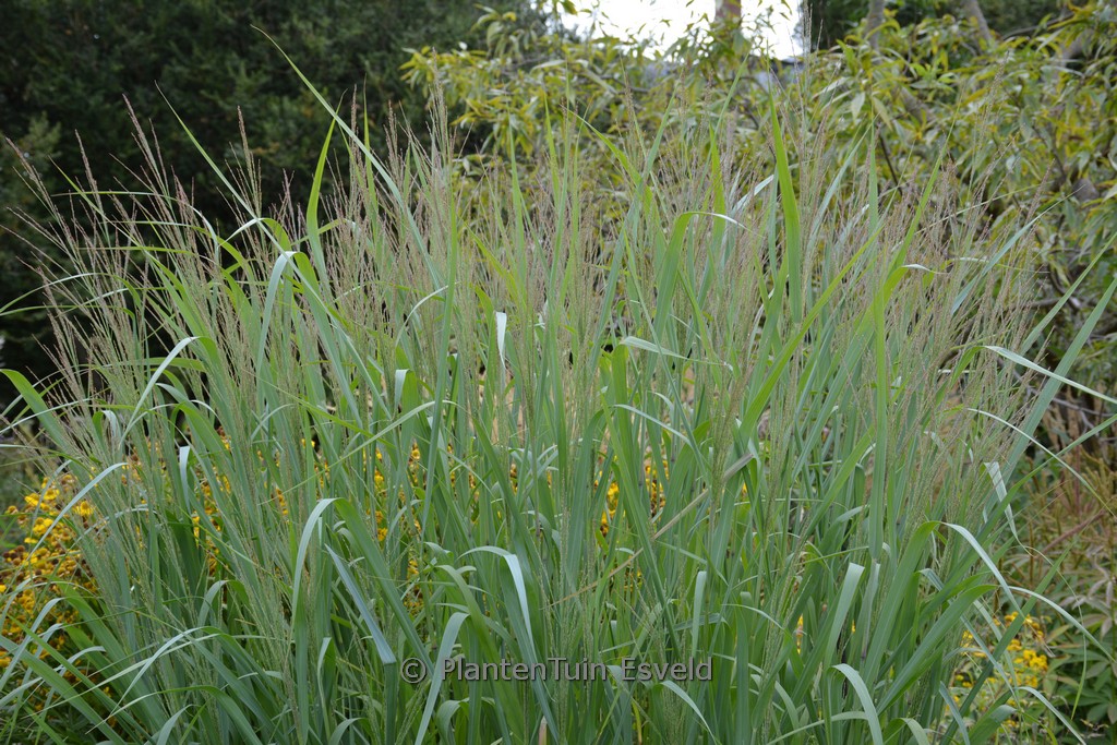 Panicum virgatum 'Dallas Blues'