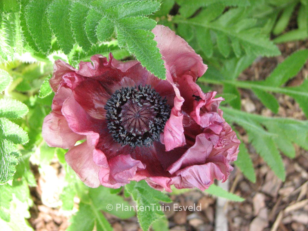 Papaver orientale 'Patty's Plum'