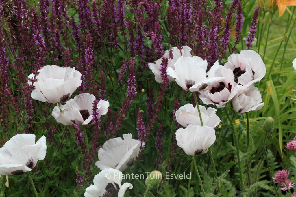 Papaver orientale 'Perry's White'