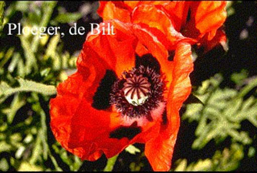 Papaver orientale 'Rembrandt'