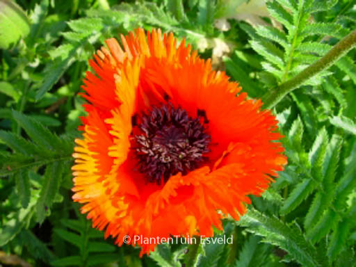 Papaver orientale 'Tuerkenlouis'