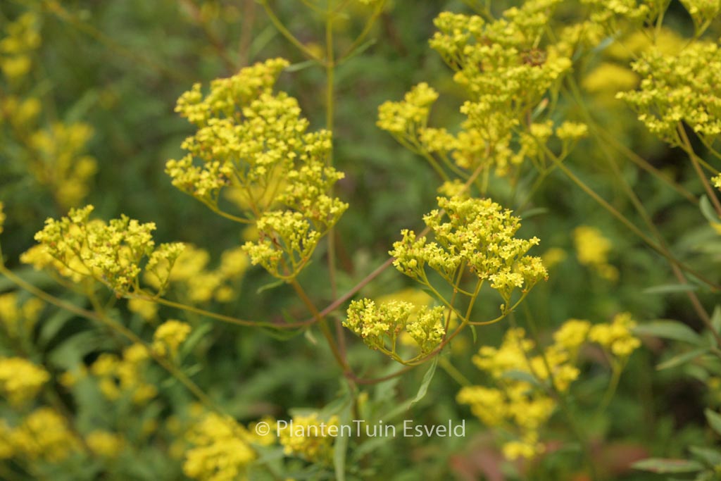 Patrinia scabiosifolia
