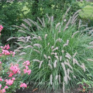 Pennisetum alopecuroides
