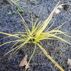 Pennisetum alopecuroides 'JS Jommenik'