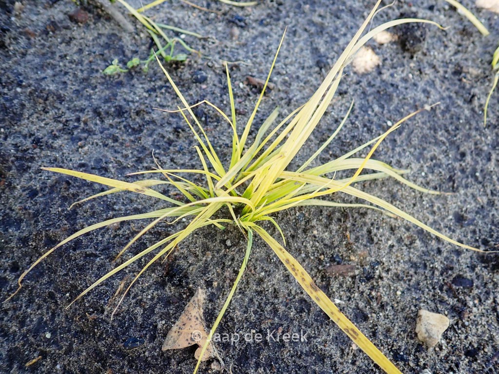 Pennisetum alopecuroides 'JS Jommenik'