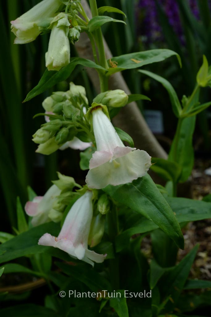Penstemon 'Apple Blossom'