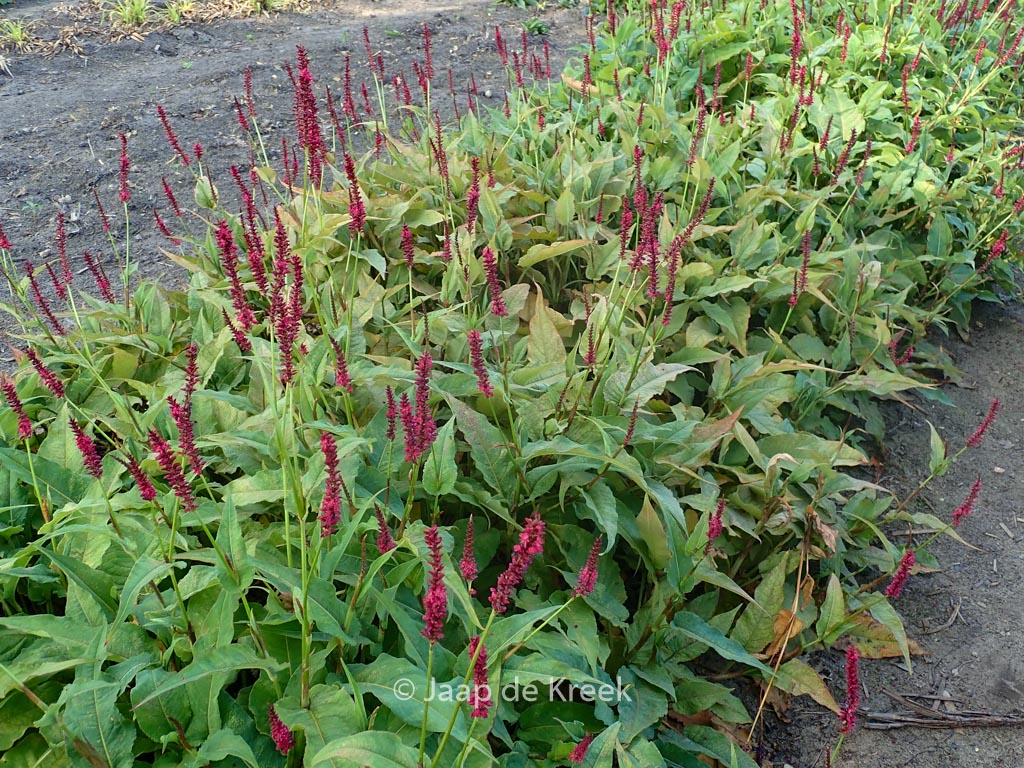 Persicaria amplexicaulis 'Dark Red'