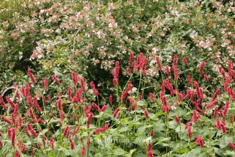 Persicaria amplexicaulis 'Fat Domino'